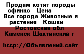 Продам котят породы сфинкс › Цена ­ 4 000 - Все города Животные и растения » Кошки   . Ростовская обл.,Каменск-Шахтинский г.